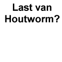 Houtwormbestrijding