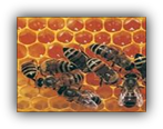 Bijen op honing raten