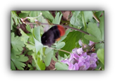 Hommel
